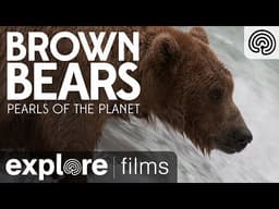 Brown Bears of Katmai Alaska | Pearls of the Planet