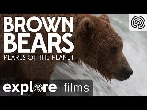 Brown Bears of Katmai Alaska | Pearls of the Planet