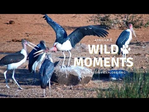 Birds Play with Sticks! | Wild Moments | June 27