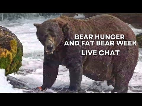 Bear Hunger and Fat Bear Week | Brooks Live Chat