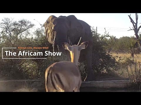 Elephants, Eagles & Reptiles | The Africam Show
