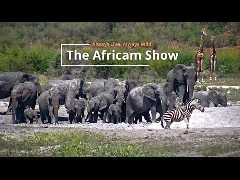 Buffalo and Birds | The Africam Show | March 5