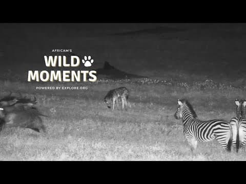 Zebra Foal Gets Trampled | Wild Moments | February 13