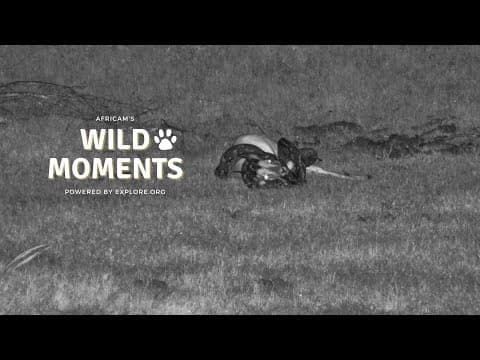 Python Impaled By Impala | Wild Moments | February 6