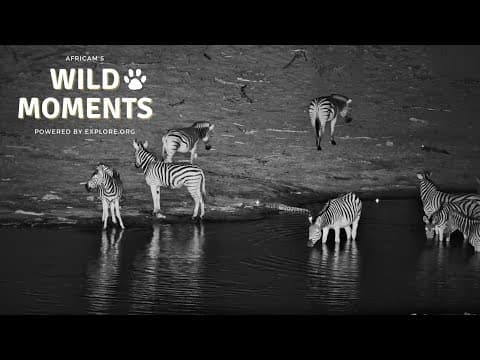 Crocodiles, Zebra & Frogs | Wild Moments | October 30