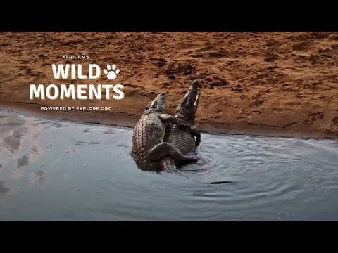 Crocodiles, Lions & Rhino | Wild Moments | October 2