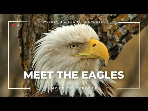 Meet the Eagles | More to Explore