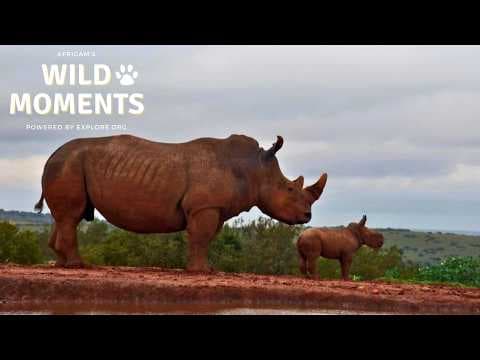 Character Catch-Up: Best Highlights of the Week (May 21) | Wild Moments
