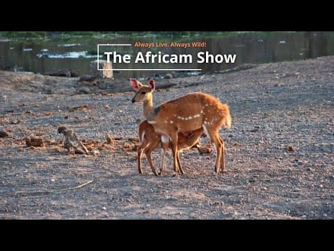 Zebra and Birds | The Africam Show | September 17