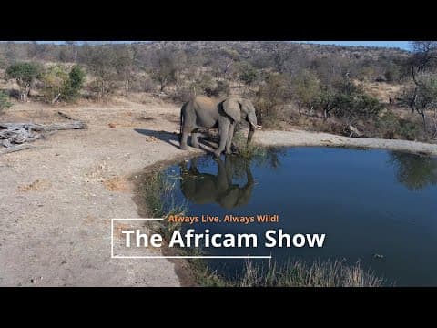 Elephants and Giraffes | The Africam Show