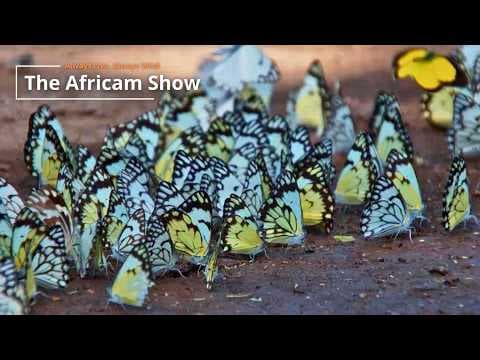 LIVE Virtual Safari Q&A (June 9): Small Things In The Bush | The Africam Show