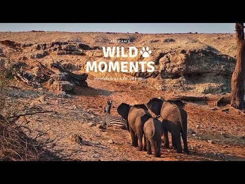 Lion Cubs, Zebra & Snakes! | Wild Moments | October 16