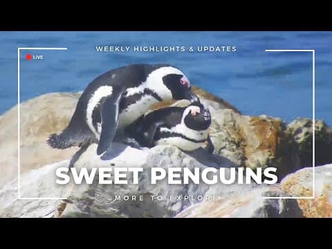 Sweet Penguins | More to Explore