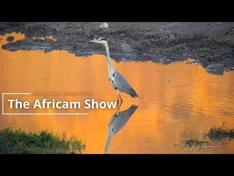 Buffalo, Birds And Elephants | The Africam Show