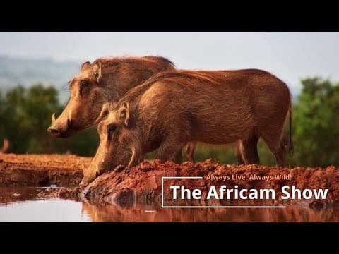 Elephants & Warthogs | The Africam Show | May 28
