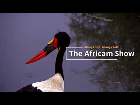 Rainy Days In The Bush | The Africam Show