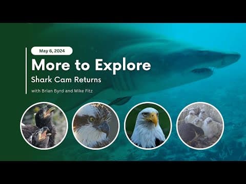 Shark Cam Returns | More to Explore Live Show