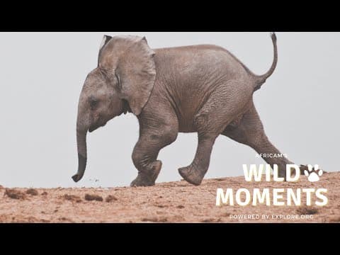 Wild Moments | 9.29.22