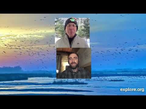 Happy World Migratory Bird Day | Live Chat