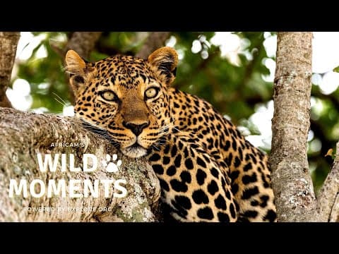 Slow Motion Python Attack on Wild Moment Show 4.14.22