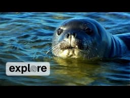 Zen Den - Monk Seal