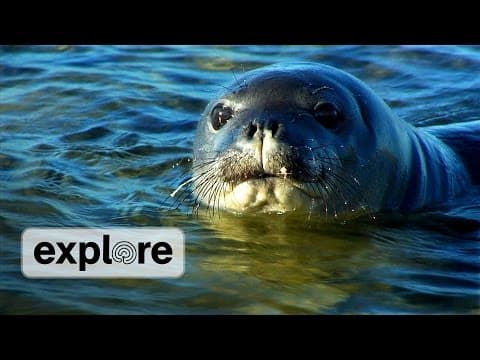 Zen Den - Monk Seal