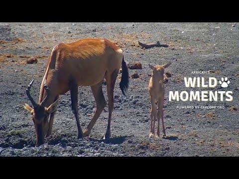 Birds, Babies & Snakes | Wild Moments