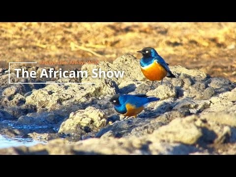 Birds Elephants & Giraffe | The Africam Show