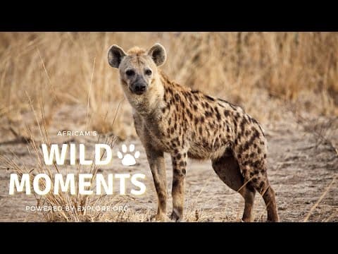 Wild Moments Show 2 3.10.22 | Africam Shows