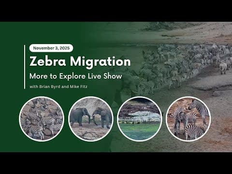 Zebra Migration | More to Explore Live Show