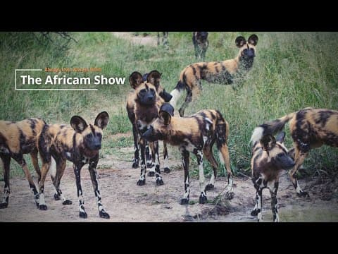 The Africam Show | 11.15.22