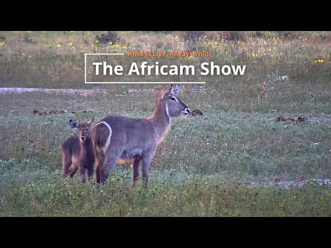 Hippos, Antelope and Elephants | The Africam Show