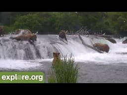 Bear 274 Overflow Goes Over Brooks Falls Face First!