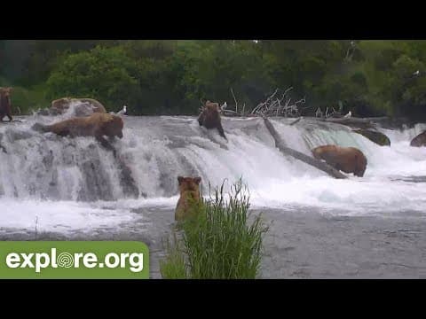 Bear 274 Overflow Goes Over Brooks Falls Face First!