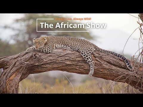 The Africam Show | 7.26.22