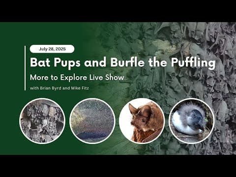 Bat Pups and Burfle the Puffling | More to Explore Live Show