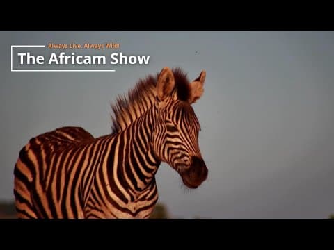 Zebra & Antelope | The Africam Show | April 22