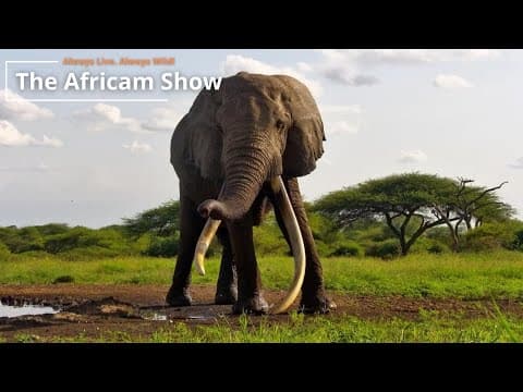 Elephants & Cheetah | The Africam Show | June 3