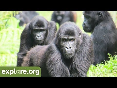 Learn About Grauer's Gorillas
