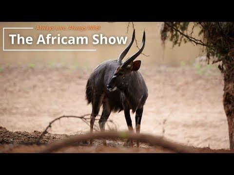 The Africam Show | 9.13.22