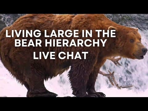 Living Large in the Bear Hierarchy | Brooks Live Chat