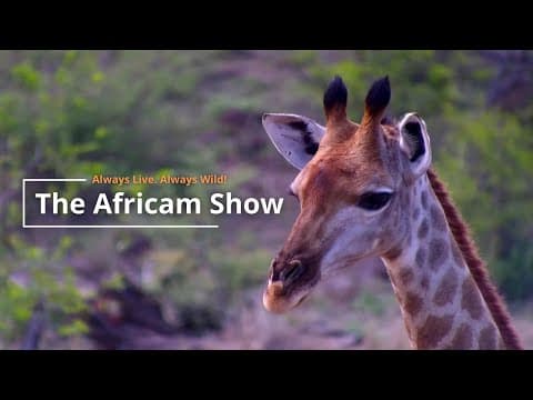 Elephants, Giraffe & Wildebeest | The Africam Show
