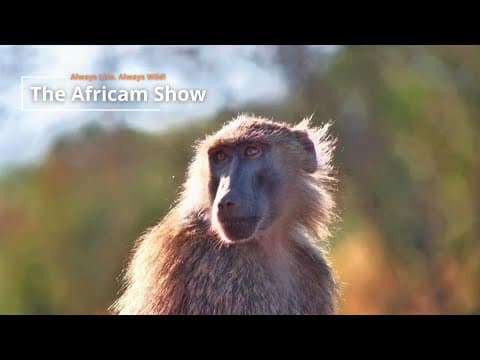 Primates & Reptiles | The Africam Show | October 21
