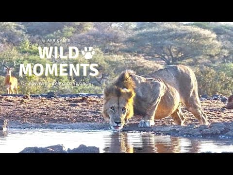 Elephants, Crocodiles and A Lion | Wild Moments Show