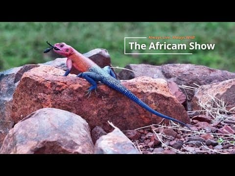 The Africam Show | November 18