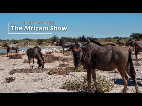 Wildebeest & Zebra | The Africam Show | July 1