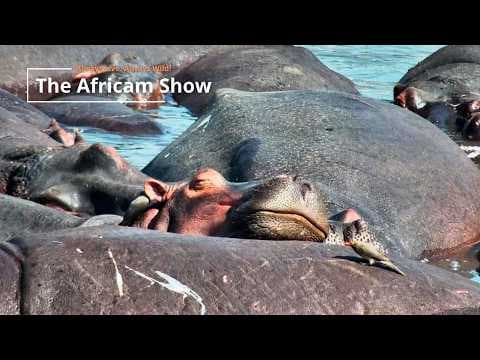 LIVE Virtual Safari Q&A (July 21): Hippos & Elephants | The Africam Show