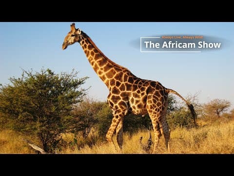 The Africam Show | 11.1.22