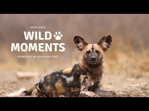Wild Moments | 8.25.22