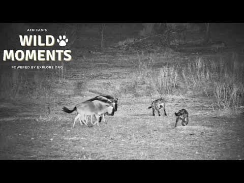 Hyena, Lion & Crocodiles | Wild Moments | July 3
